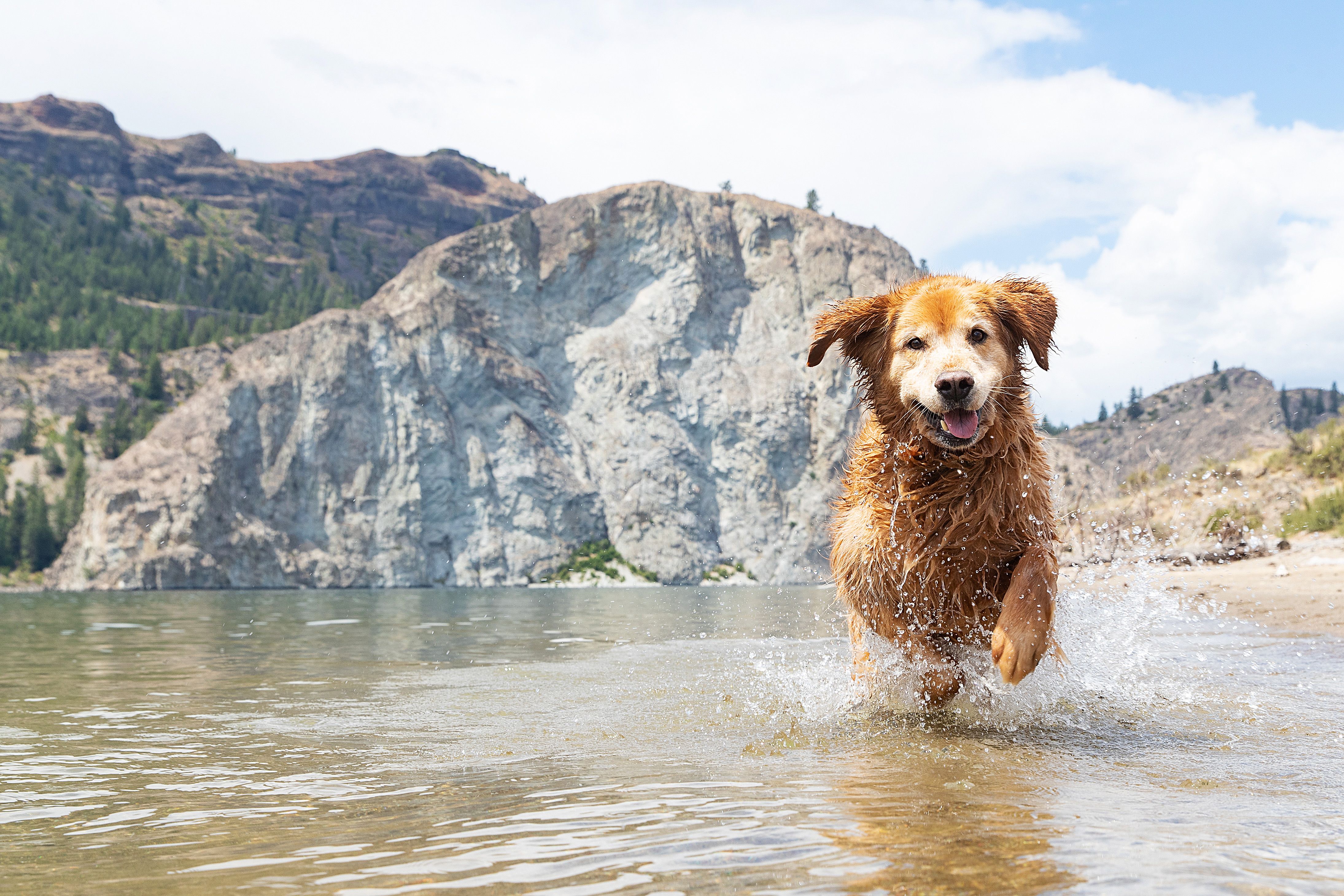 happy-golden-retriever-dog-with-smile-running-through-water